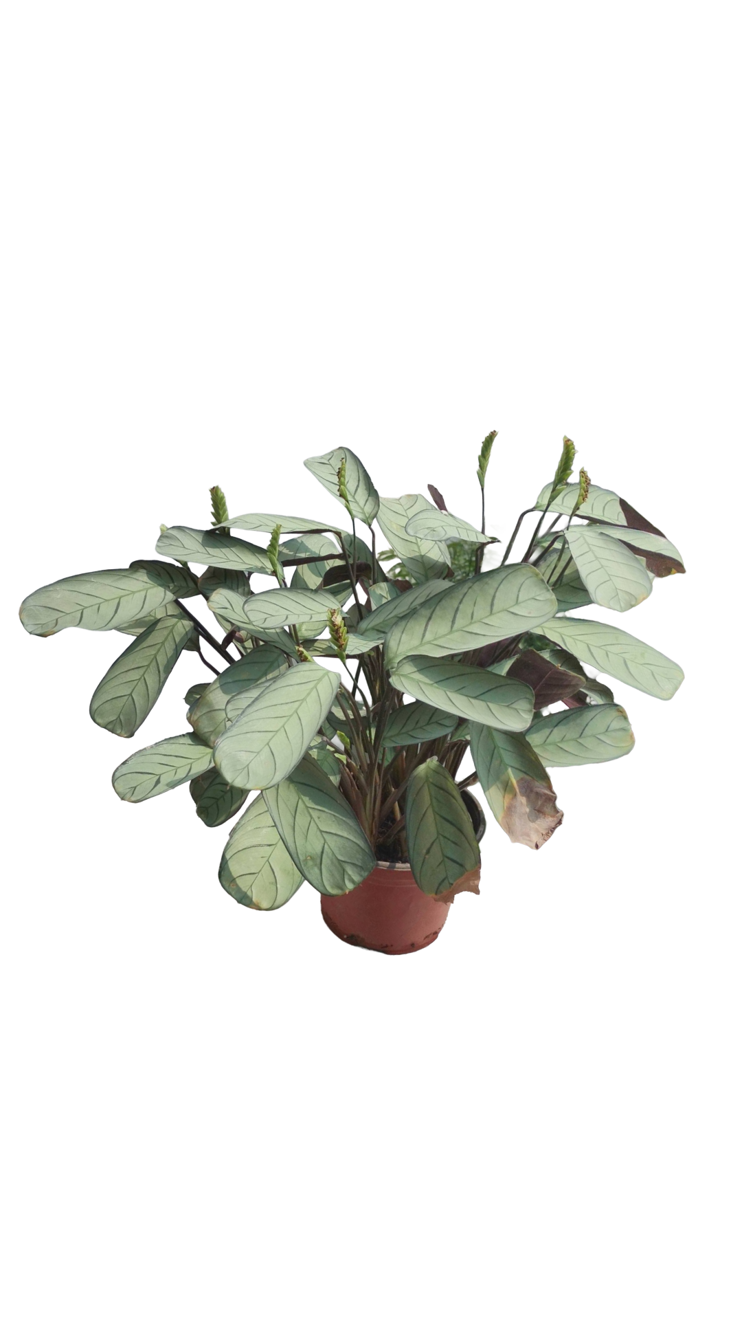 Planta Ctenanthe Burle-marxii 'Amagris'