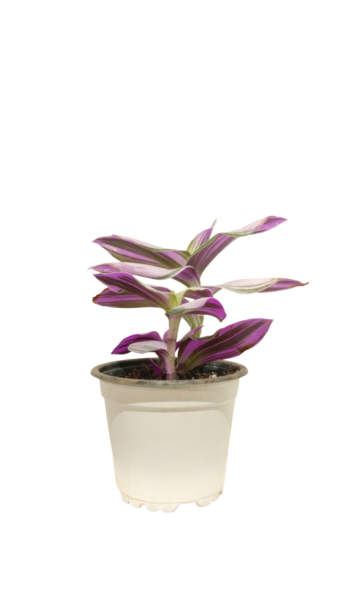 Tradescantia Nanouk