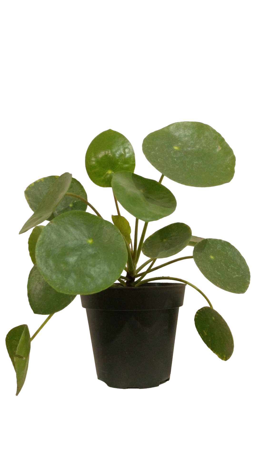 Pilea peperomioides