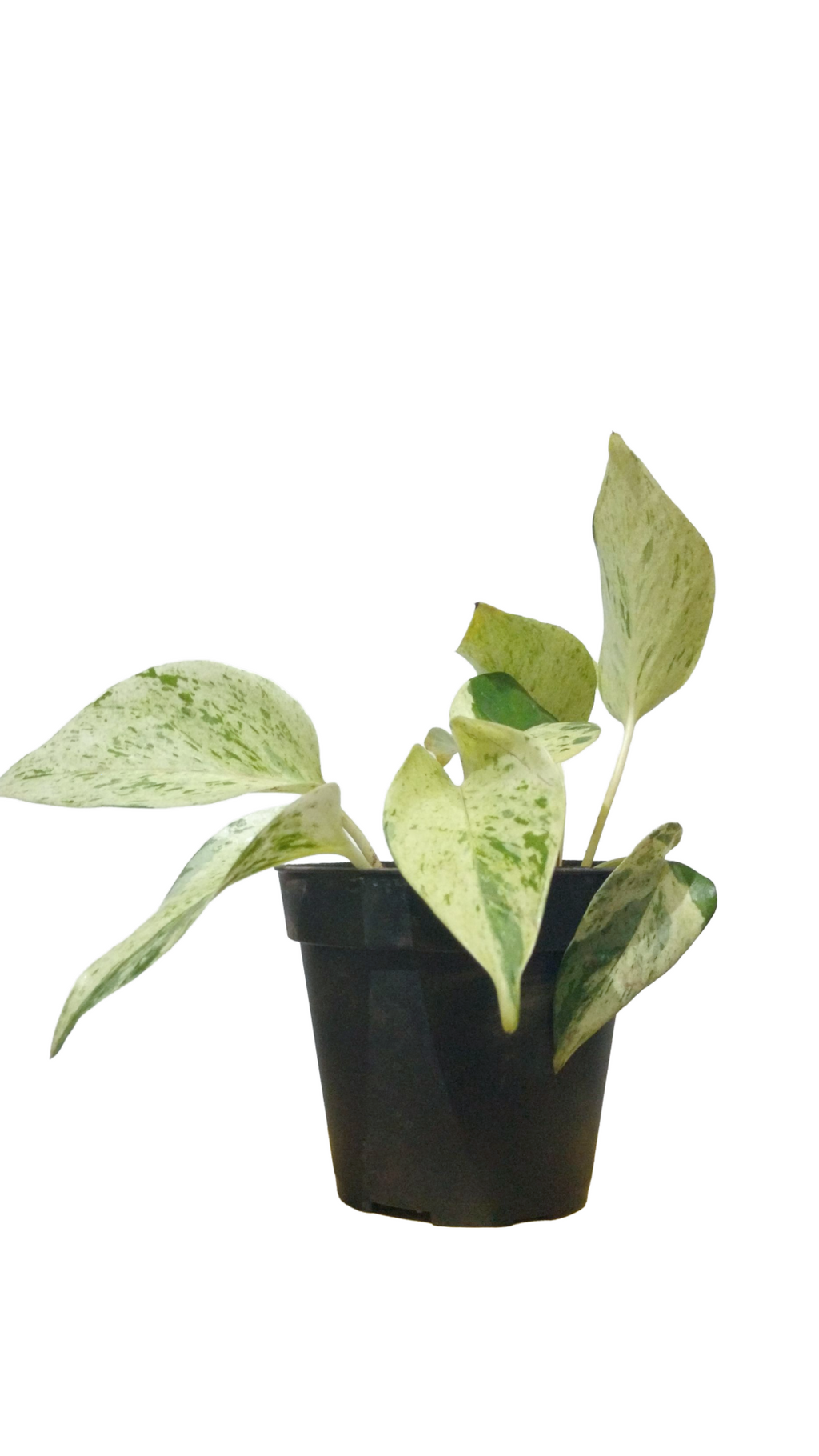 Pothos blanco o Marble Queen