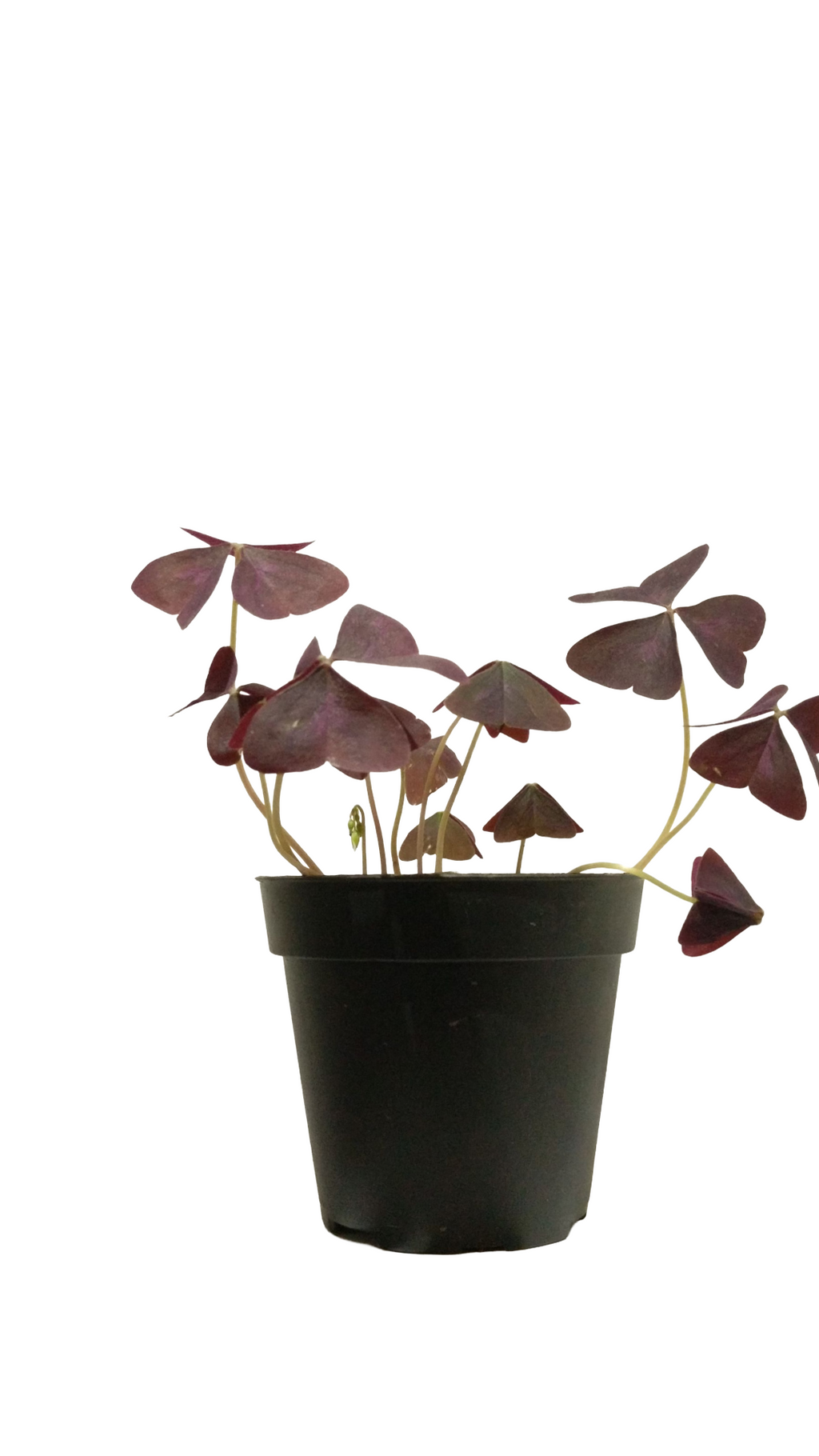 Trébol morado
