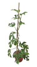 Monstera mínima grande
